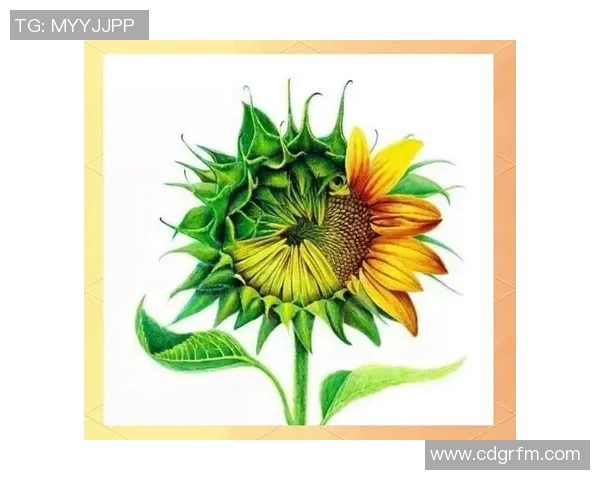 李芳独家分享篮球心得与技巧助你提升球技的全面指南